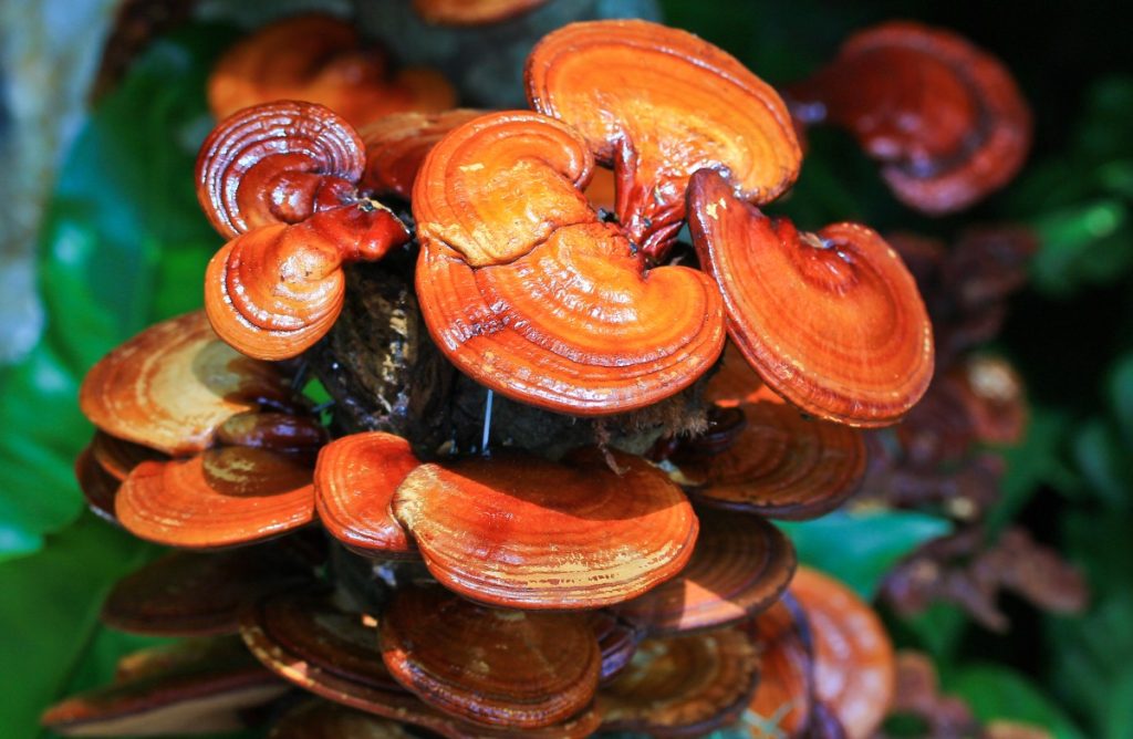 The Ancient Superfood for Modern Wellness