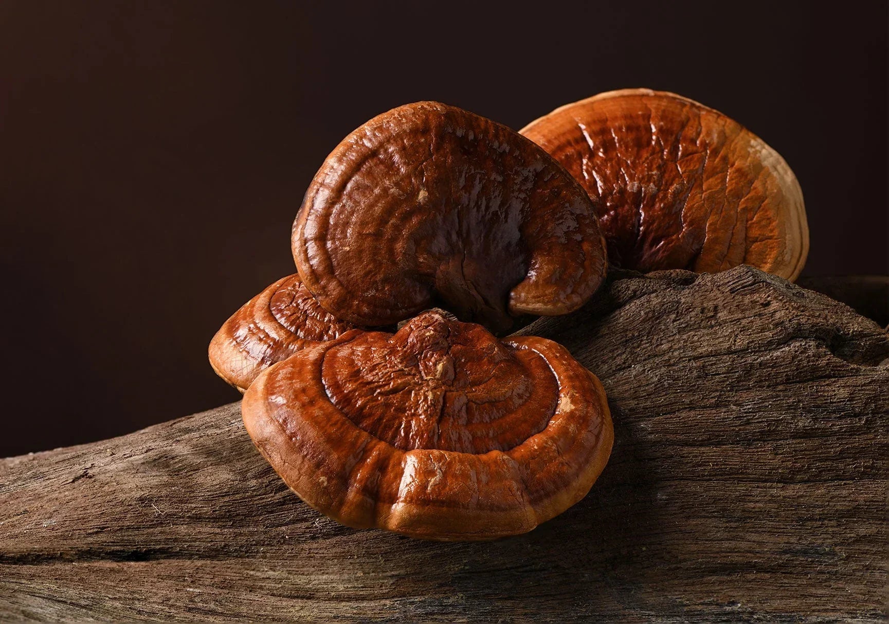 Cozy nighttime scene with reishi mushroom tea and a calm ambience