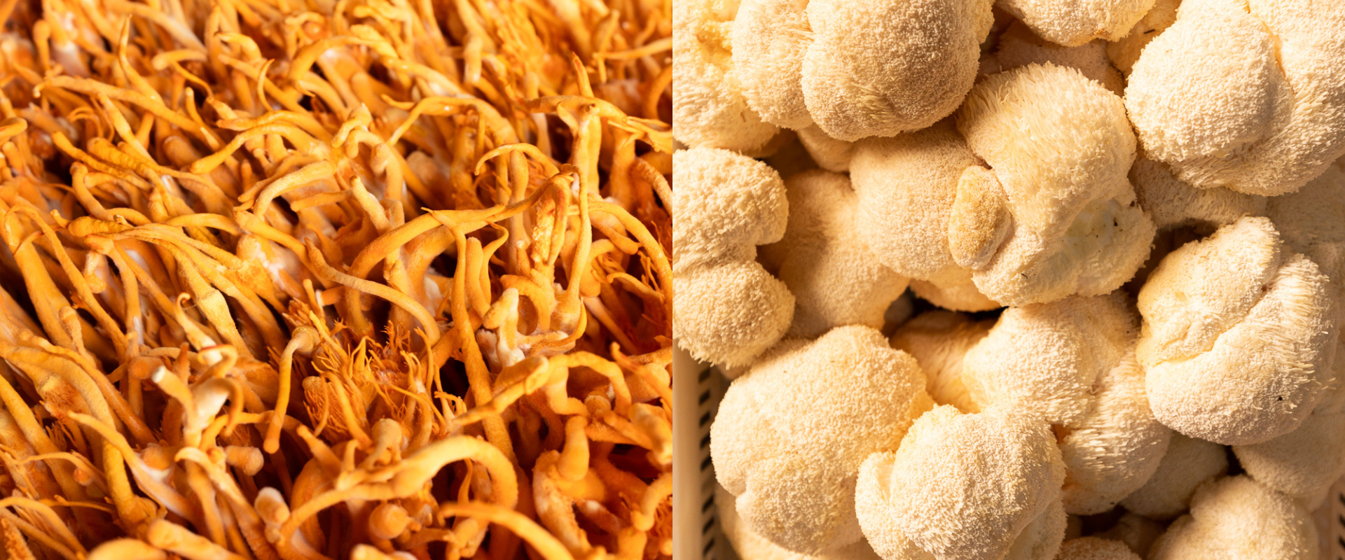 Side-by-side photo of Cordyceps mushrooms and Lion’s Mane mushroom.