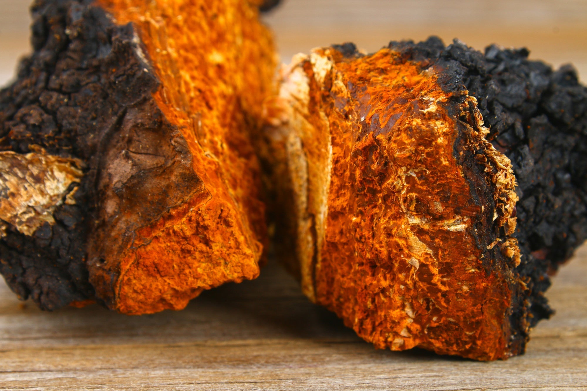 Chaga The Super Mushroom