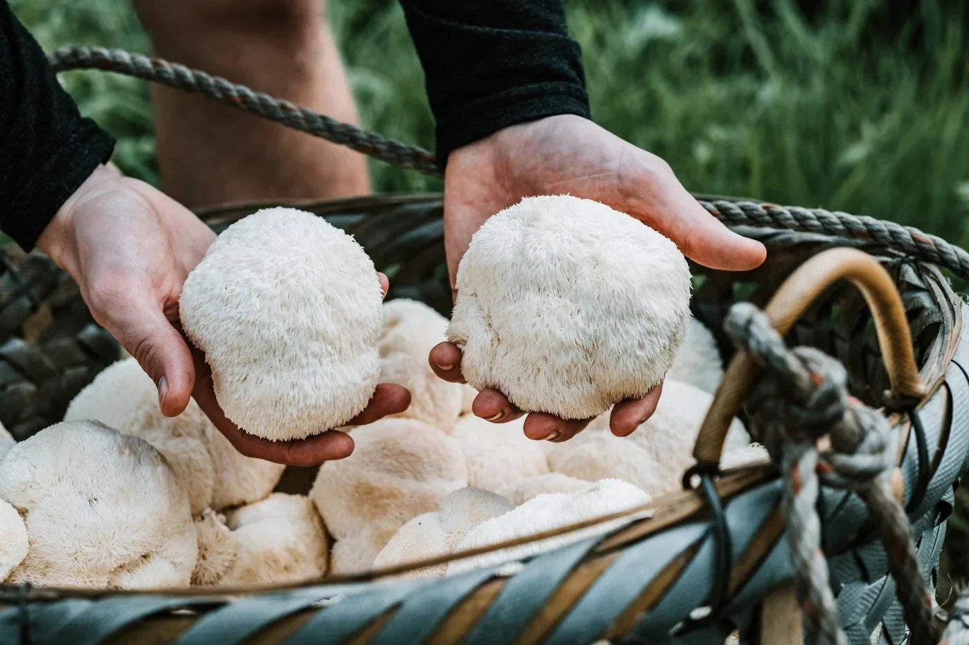 Can Lion’s Mane Help With Stress and Low Mood? Exploring Nature’s Brain-Boosting Mushroom