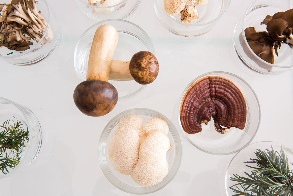 a selection of medicinal mushrooms