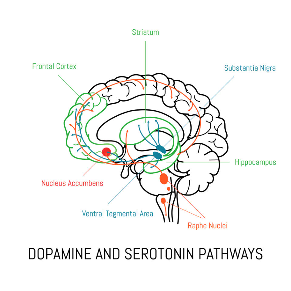 serotonin pathways
