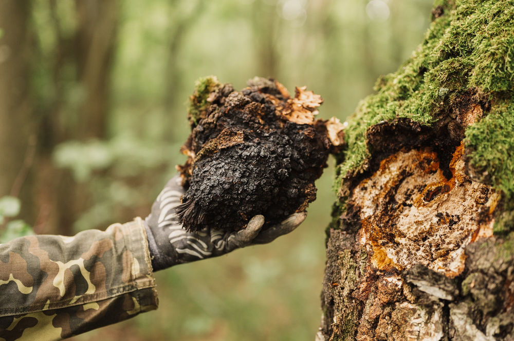 Chaga being harvested