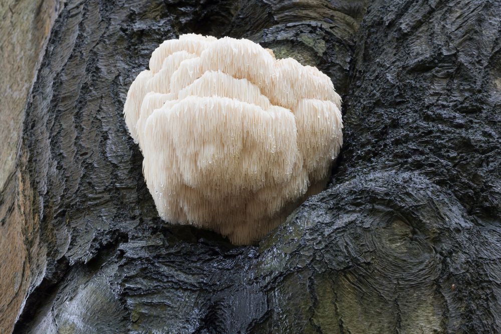 A lion's Mane mushroom growing on a tree